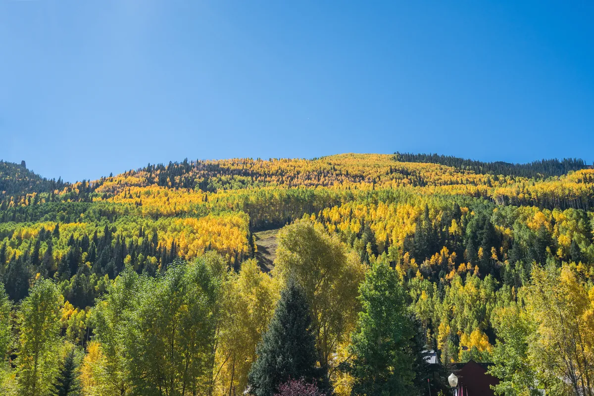 An expansive green space dotted with vibrant yellow and green trees beneath a blue sky, with mountain slopes in the distance. The scene is perfect for outdoor activities like picnics, grilling, or simply enjoying nature.